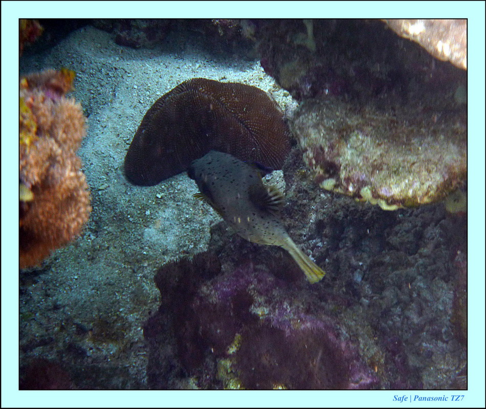 2011 - 03 - Koh Rok 30